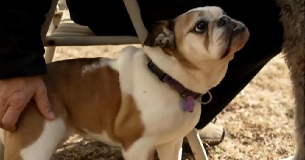 Tony Winner Transforms Rescue Dogs into Stage Stars