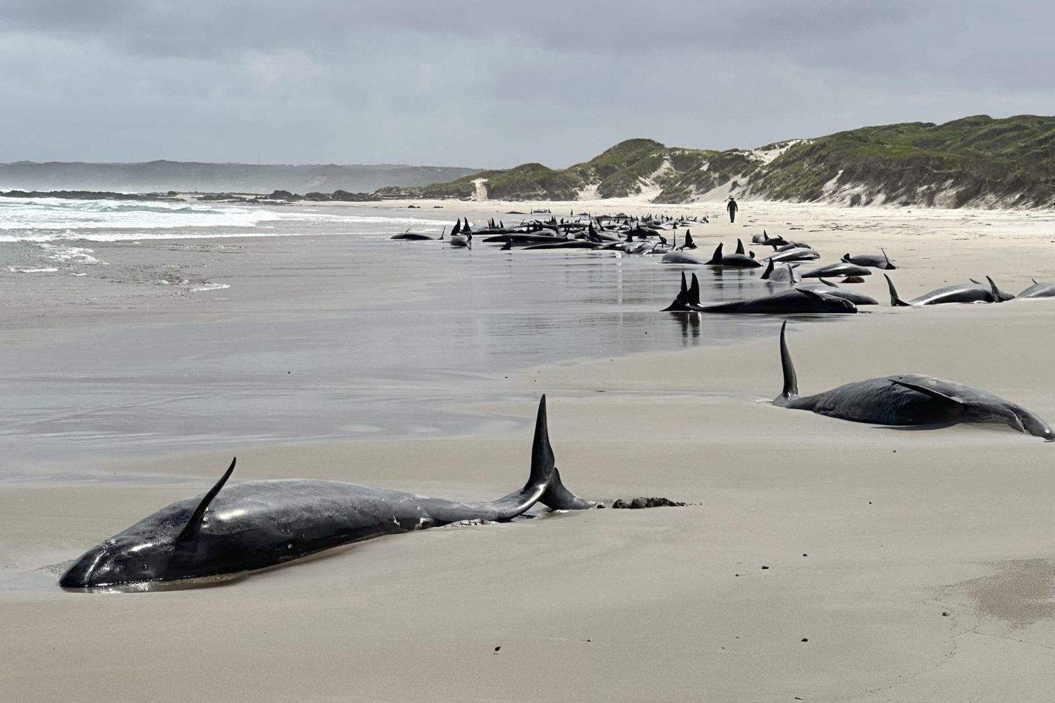 Experts give up hope for 157 false killer whales beached on remote Australian island