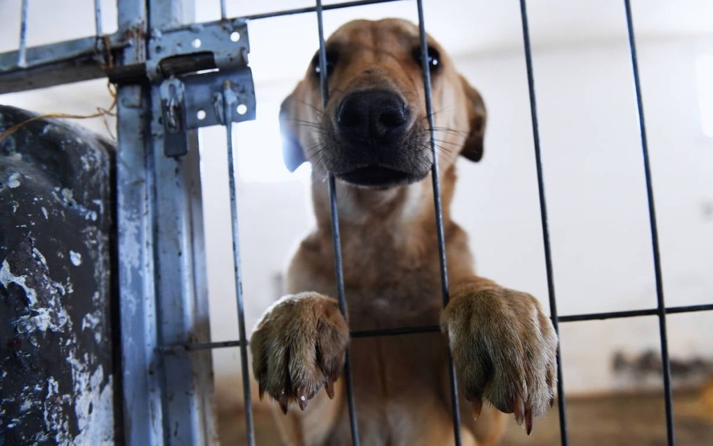 Municipal Animal Shelters Report Highlights Poor Conditions
