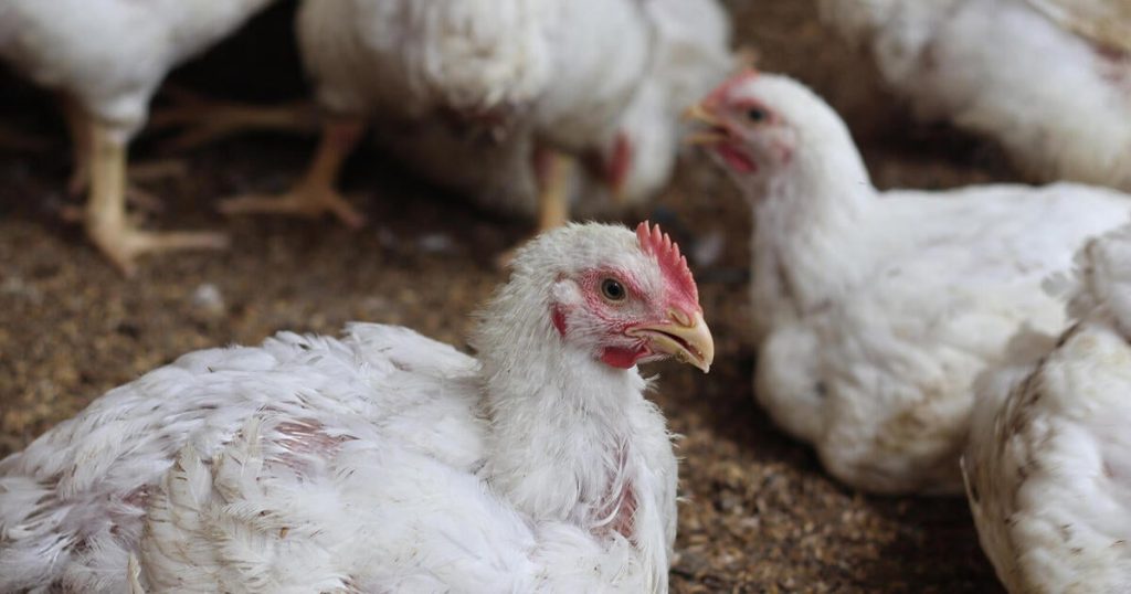 U.S. bird flu hospitalizations rise to 4 after Ohio discloses case