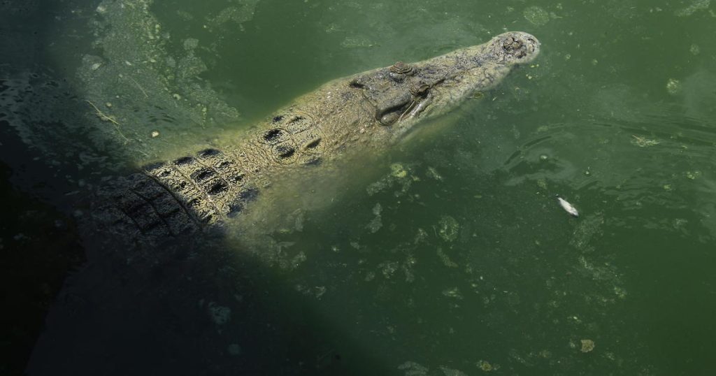 Boy Presumed Dead After Second Crocodile Attack in Two Weeks on Borneo Island