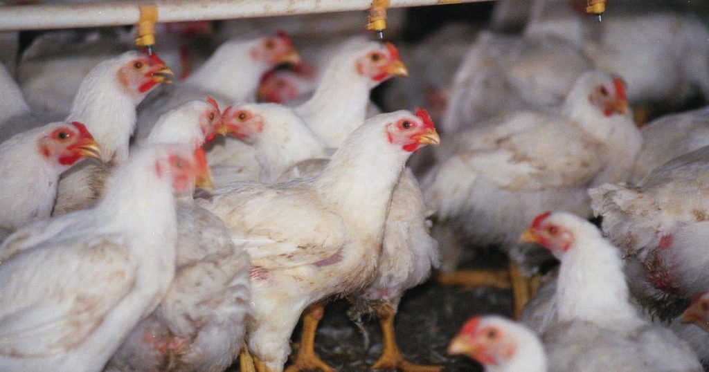 U.S. Officials Reverse Decision on Poultry Culling for Bird Flu