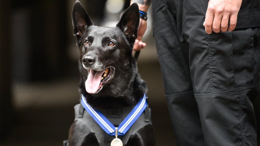 Most Decorated K-9 in U.S. History, White House Secret Service Dog, Dies