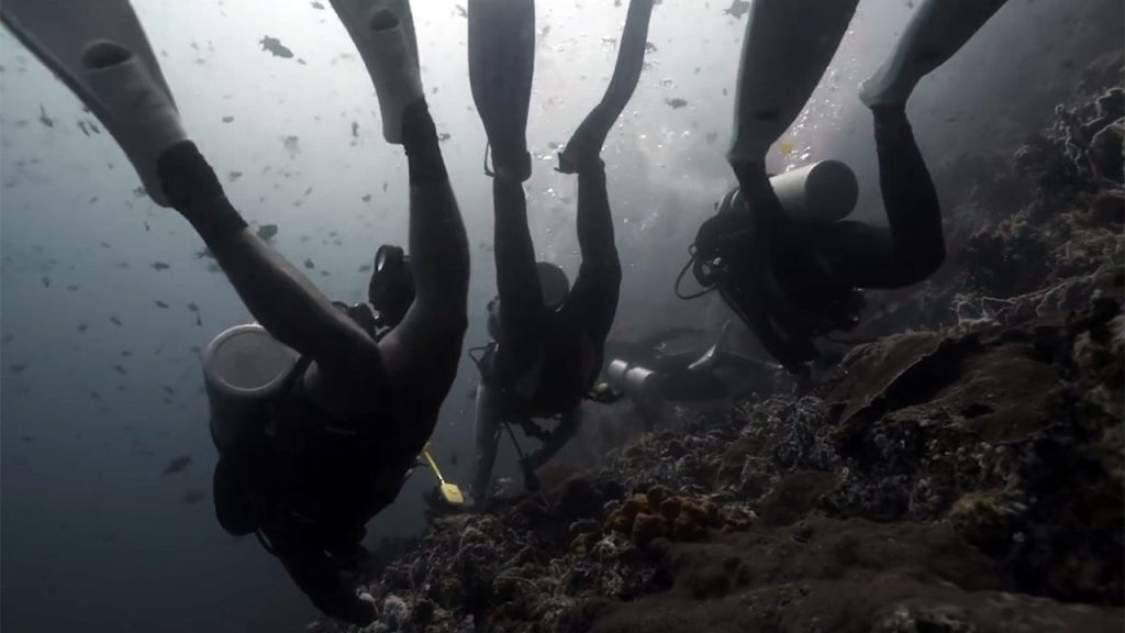 Shark Attack at Philippine Dive Site Claims Lives of Two Tourists