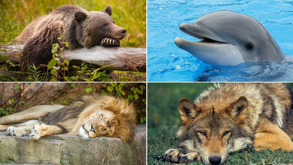 Understanding Sleep Chronotypes Can Enhance Rest and Health