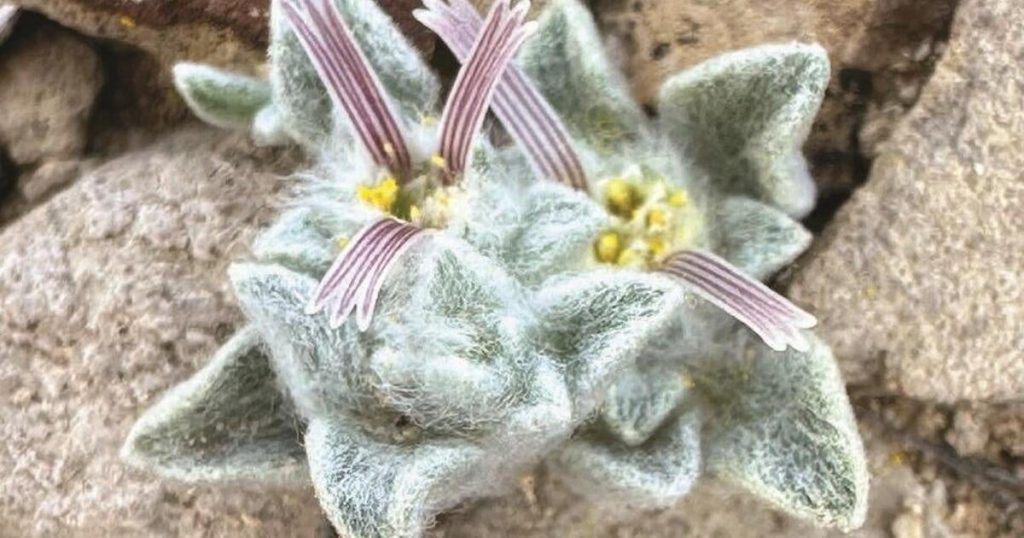 New Plant Species Discovered at U.S. National Park After Nearly 50 Years