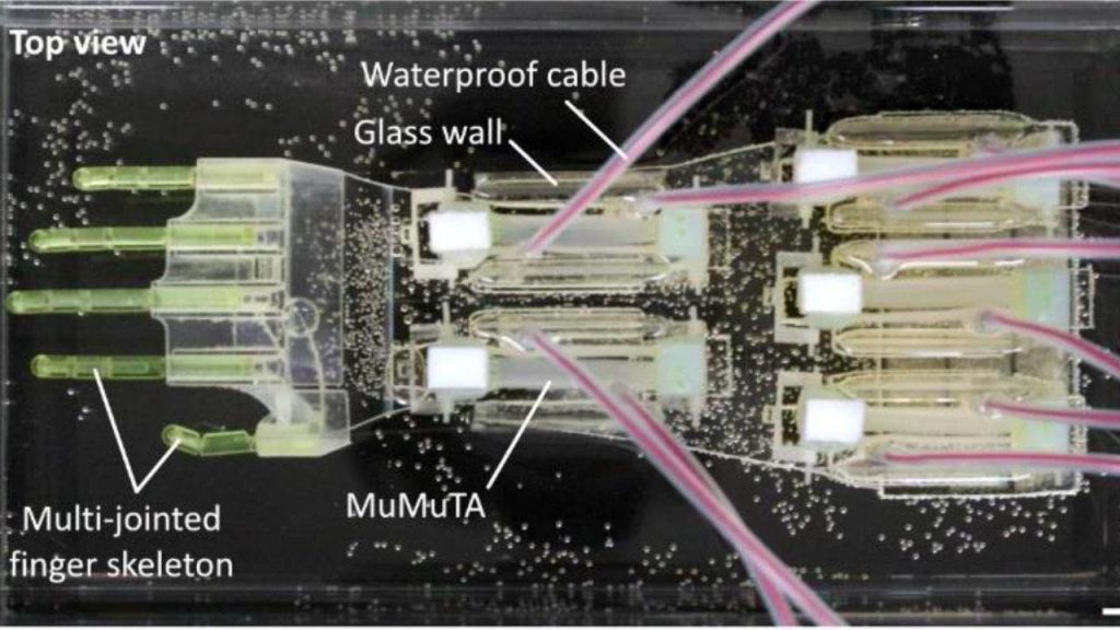 Lab-Grown Muscle Powers Biohybrid Robot Hand for Future Innovations