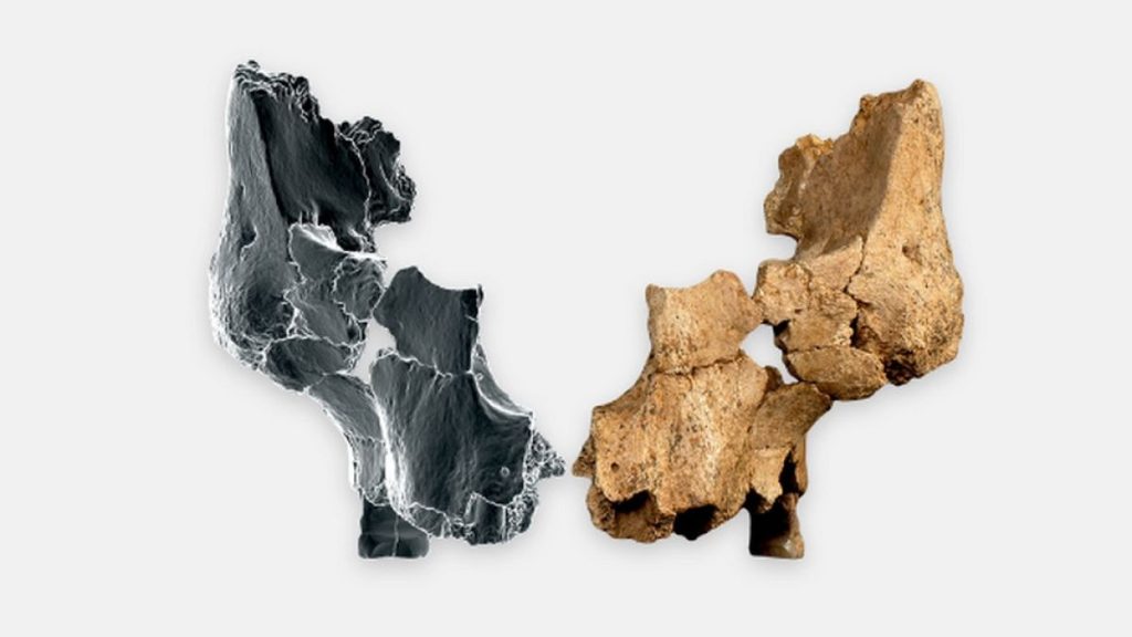 Oldest Human Face Discovered in Atapuerca, Suggesting Possible New Species