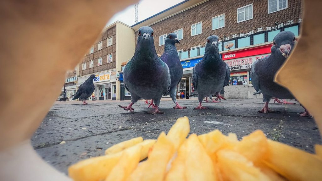 Showcasing the Best Images from the British Wildlife Photography Awards 2023