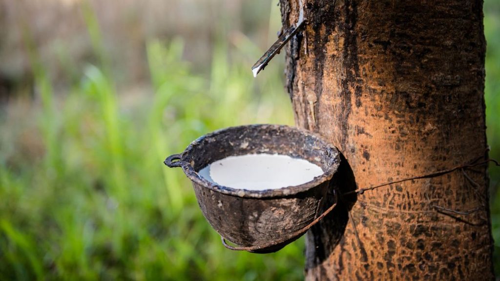 Global Rubber Market Anticipates Shortages in 2025