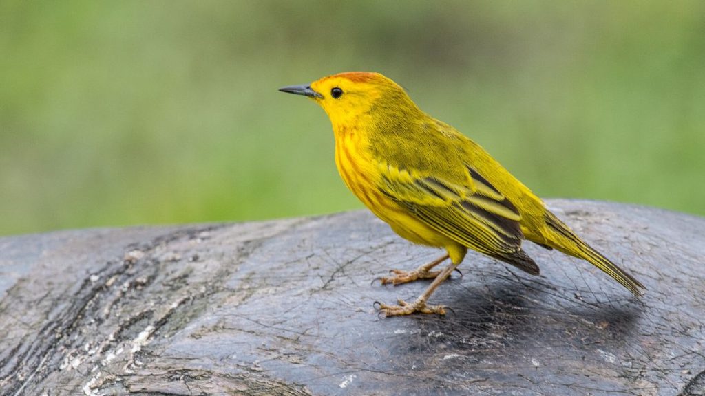 Traffic Noise Disrupts Bird Behavior in the Galápagos
