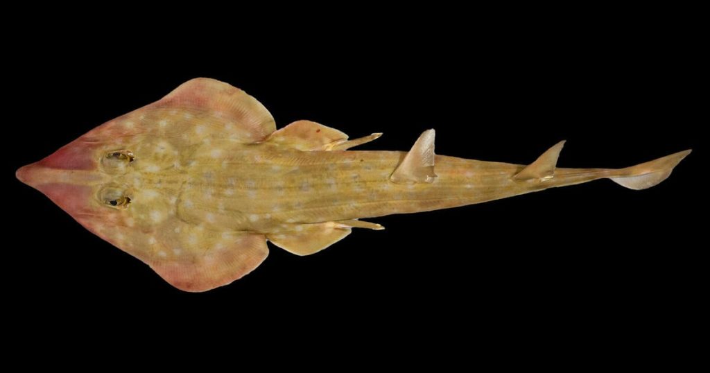866 New Marine Species Discovered, Including "Guitar Shark" and Venomous Snail