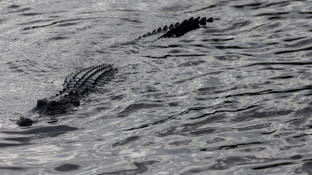 Woman Kayaker Attacked by Predator, Highlights Emergency Response