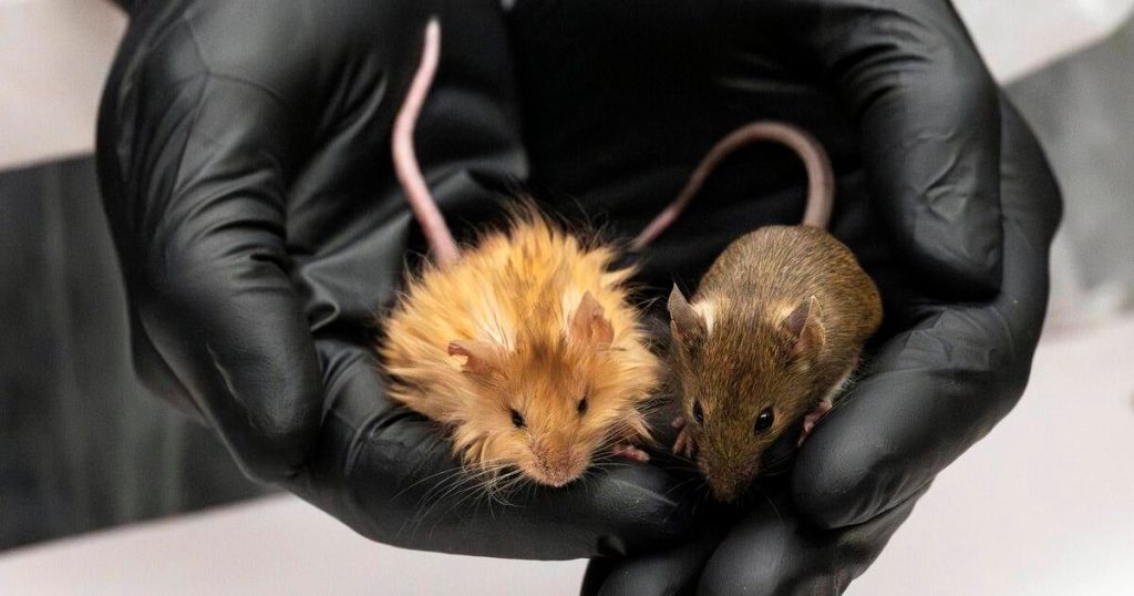 Scientists Create Genetically Engineered Mice with Woolly Mammoth-Like Thick Fur
