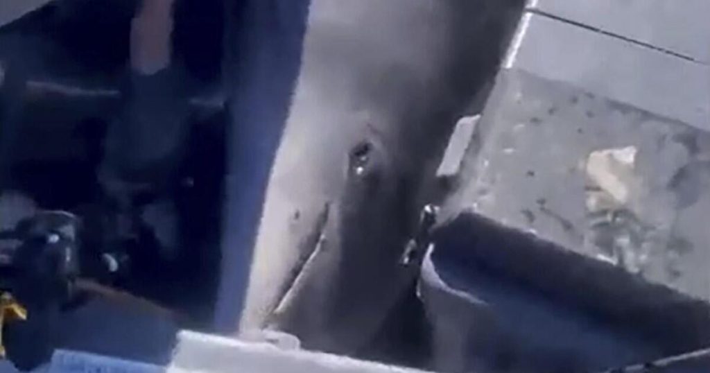 900-Pound Dolphin Jumps Onto Fishermen's Boat, Shocking Crew