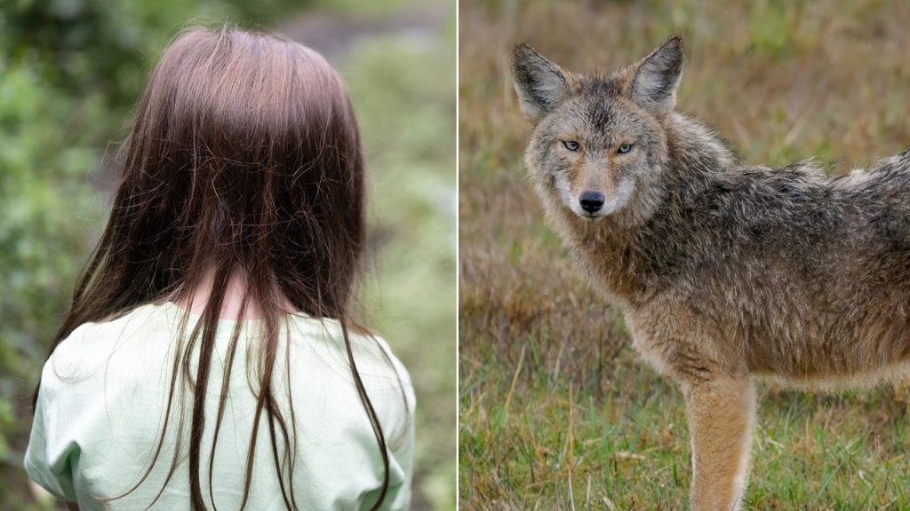 Coyotes Cause Alarm in Washington Neighborhood