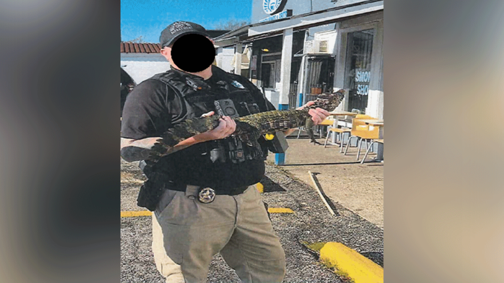 Alligator Seized in Texas Operation Against Gang Members