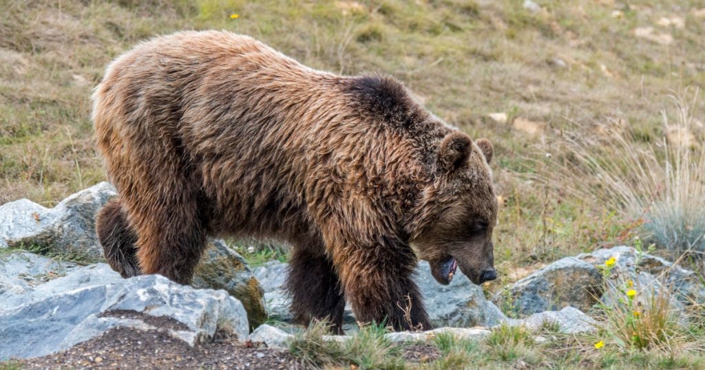 Hunter on trial in France claims self-defense in killing of endangered mother bear