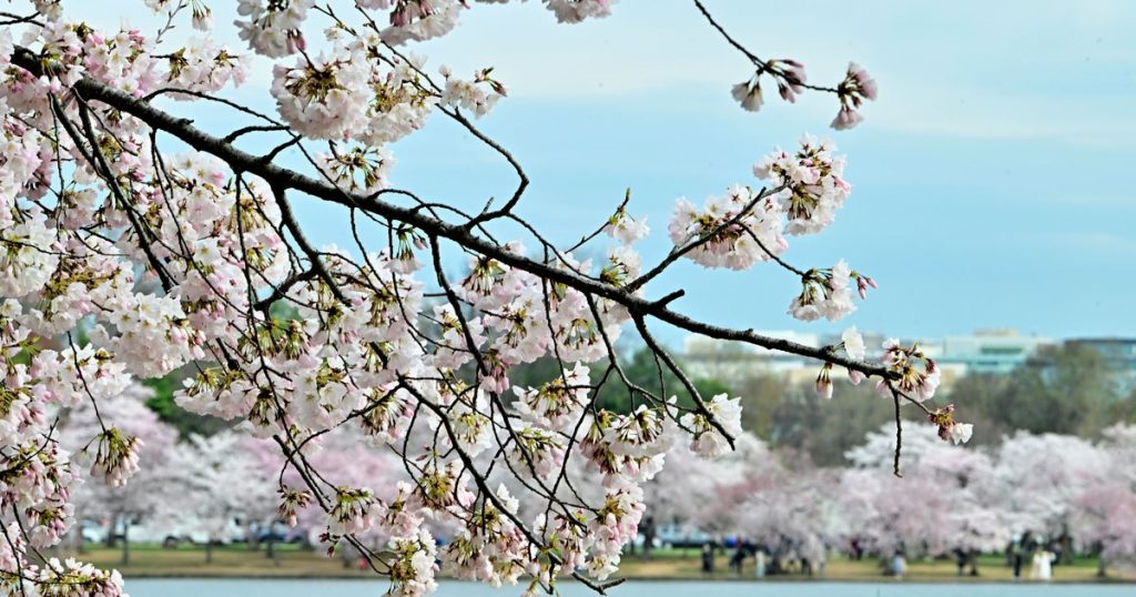 Cherry Blossom Trees Reach Peak Bloom in Washington, D.C.