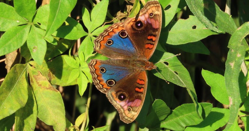 U.S. Butterfly Populations Plummet by 22% Over Two Decades, Study Reveals