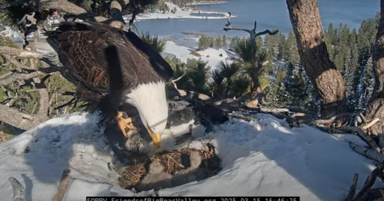 Bald Eagle Eaglet from Big Bear Dies, Wildlife Organization Reports
