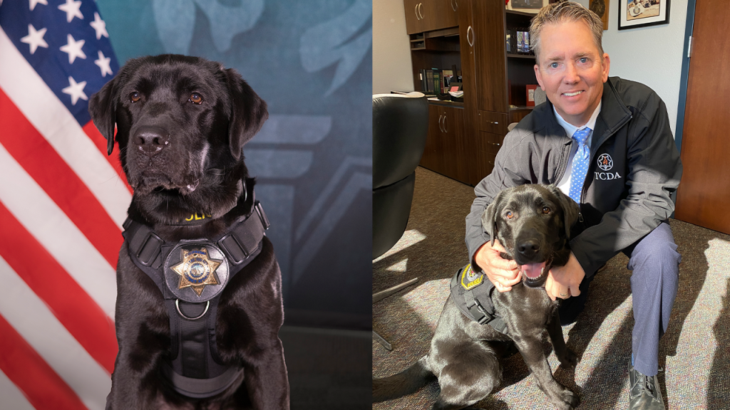 California DA Deploys Special K-9 Unit to Target Online Predators