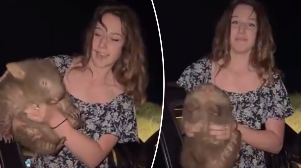 American Tourist Faces Global Backlash Over Wombat Video