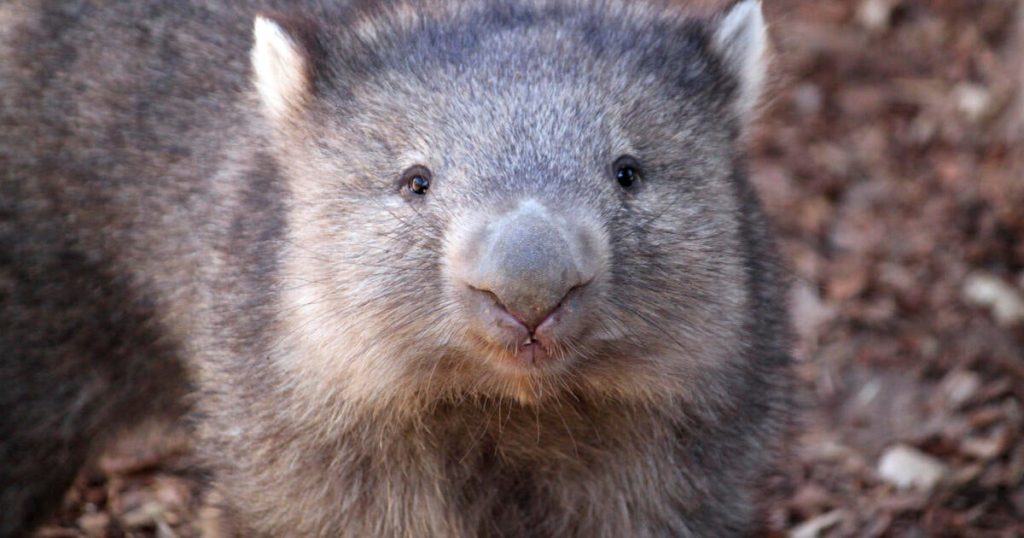 U.S. Influencer's Baby Wombat Encounter in Australia Provokes Backlash