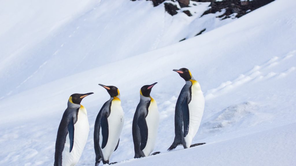 Unusual Locations Affected by Tariffs, Including Uninhabited Island