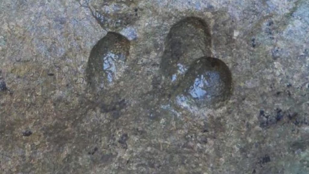 Dinosaur Tracks Discovered in Sardinia During Documentary Filming