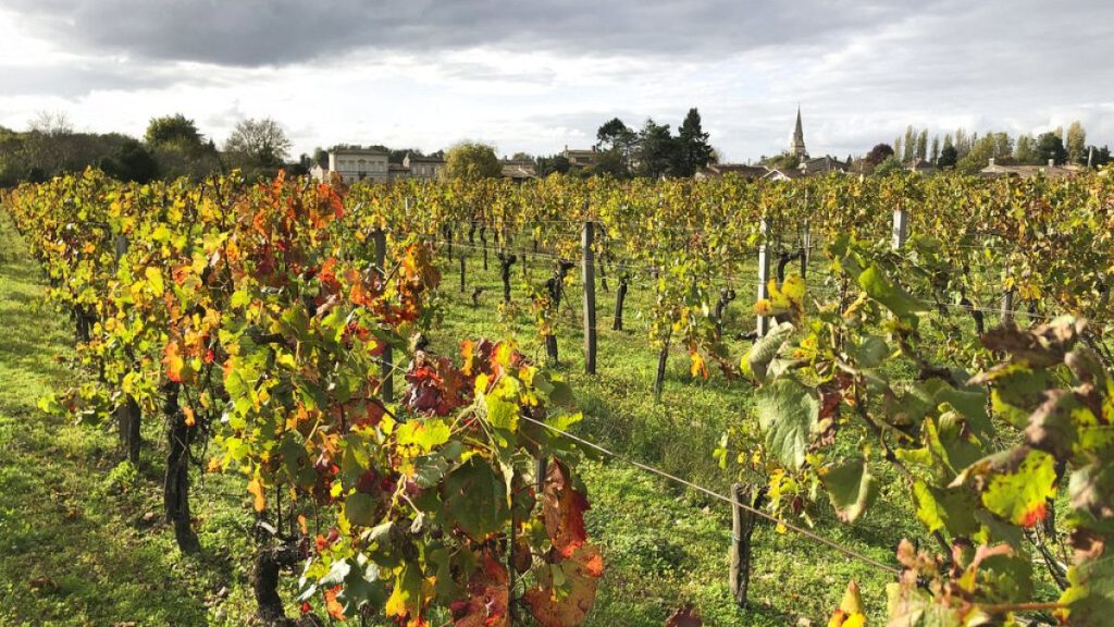Brussels Promotes Alcohol-Free Wine Amid Shifting EU Drinking Trends