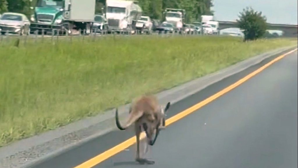 Kangaroo Disrupts Alabama Highway in Strange Incident