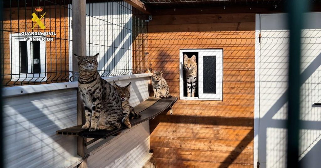 Couple Arrested for Trafficking Protected Exotic Cats, Including White Tigers and Pumas