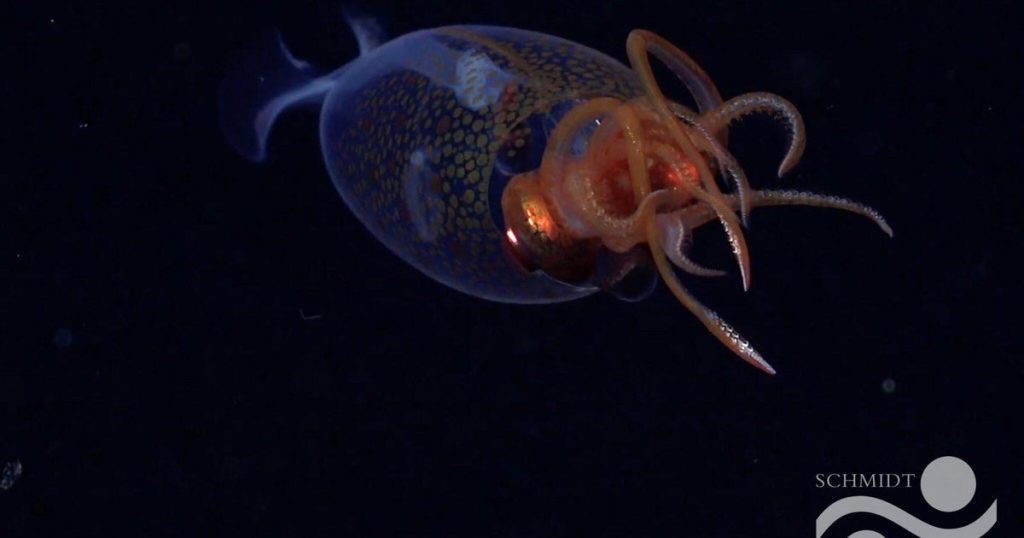 Colossal Squid Captured on Film 2,000 Feet Below Ocean Surface