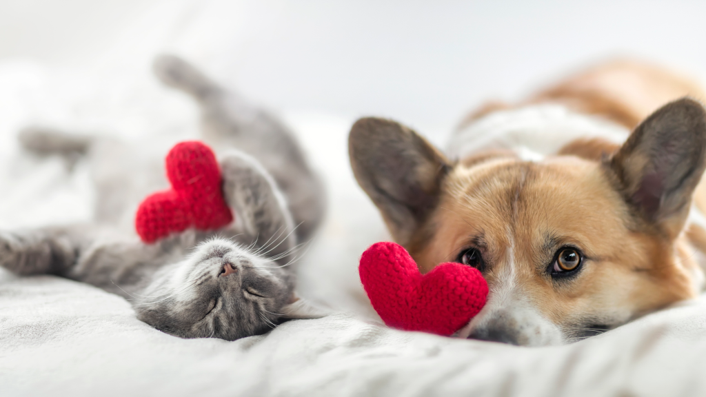 10 Creative Ways to Celebrate Your Pet's Love