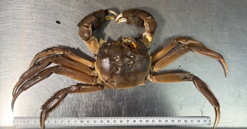 Invasive Chinese Mitten Crab Spotted in Pacific Northwest, Capable of Climbing 13 Feet High
