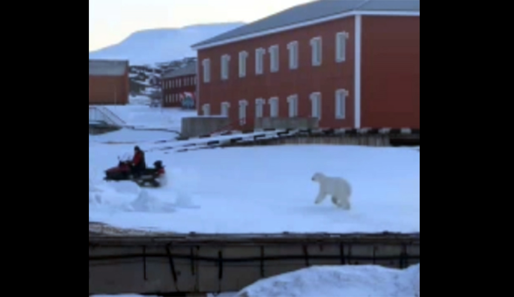 Man's Dramatic Escape from Polar Bear Captured on Video in Norway