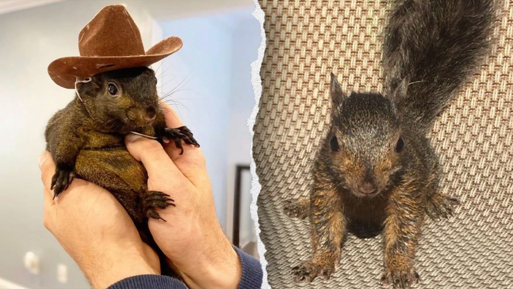 New York Republicans Advocate for 'Peanut's Law' Following Squirrel Seizure and Death