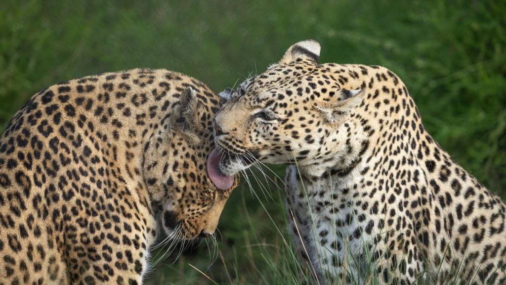 Illegal Leopard Trade in South Africa Turns Animals into Commodities
