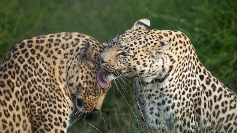 Illegal Leopard Trade in South Africa Turns Animals into Commodities