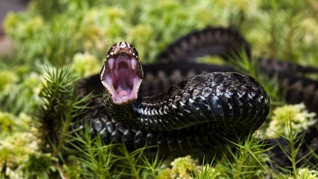 Man Bitten by Snakes Hundreds of Times May Aid in Development of Advanced Antivenom