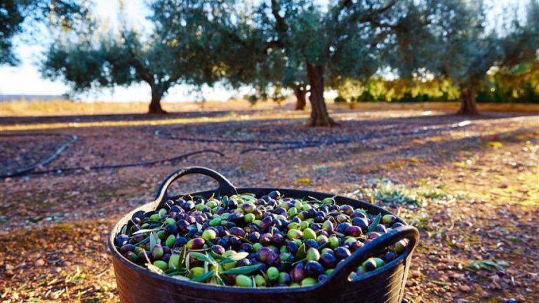 From Protest to Progress: The Future of European Farming
