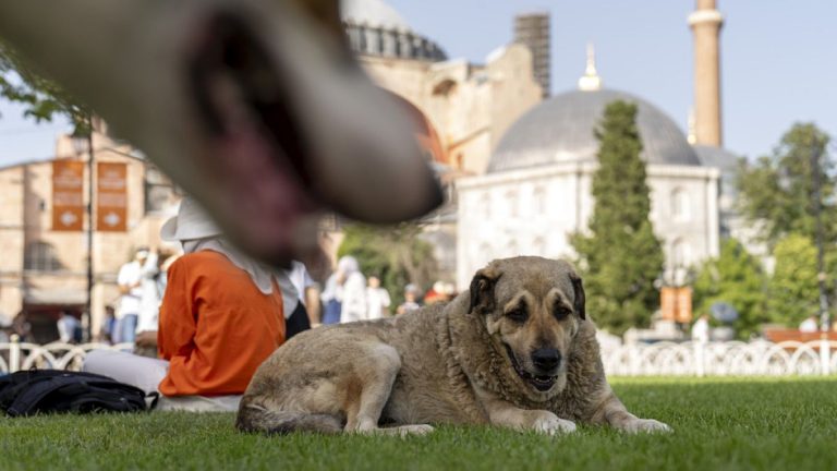 Activists Alarmed by Potential Mass Euthanasia of Stray Dogs in Türkiye Following Court Ruling