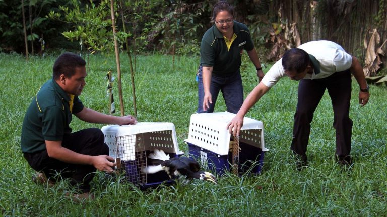 Rewilding Urban Areas: From London's Beavers to Las Vegas' Leopard Frogs
