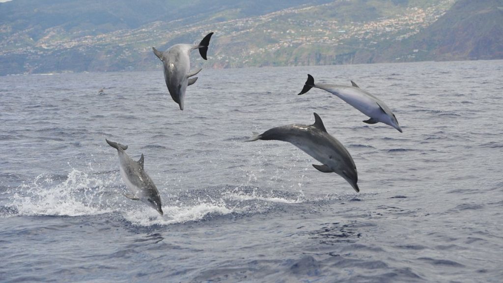 Should You Swim with Wild Dolphins? Key Questions on Holiday Impact on Oceans