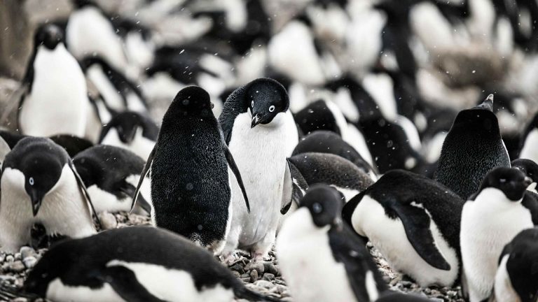 Penguin Excrement Contributes to Climate Cooling Through Cloud Formation, Study Reveals