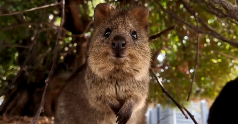 Quokkas: Australia's Viral Stars Boost Tourism and Conservation Efforts