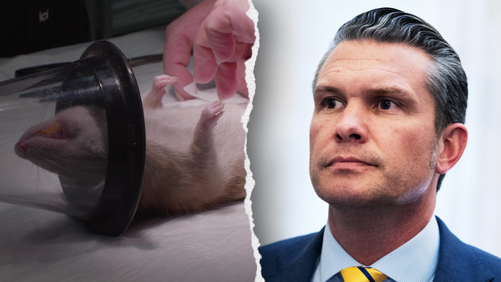 PETA Praises Navy Ban and Advocates for Stricter Animal Research Regulations