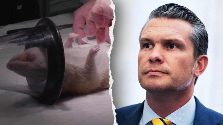 PETA Praises Navy Ban and Advocates for Stricter Animal Research Regulations