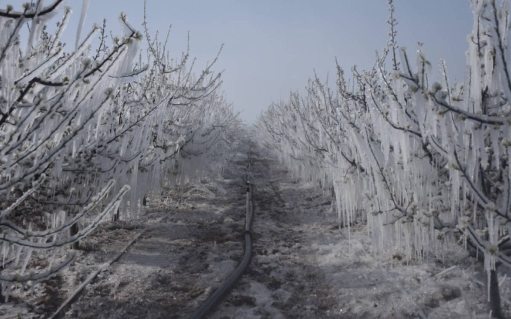 Frost Disaster in Agriculture Causes 21 Billion TL in Damages